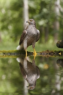 Northern goshawk (Accipiter gentilis)