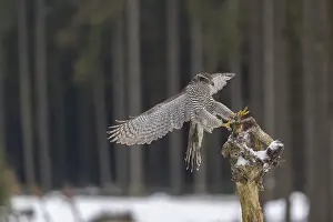 Northern goshawk, Accipiter gentilis