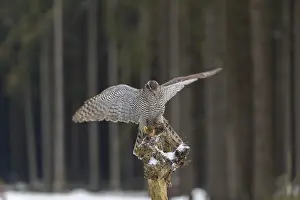 Northern goshawk, Accipiter gentilis