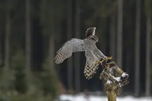 Northern goshawk, Accipiter gentilis