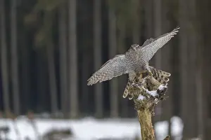 Northern goshawk, Accipiter gentilis