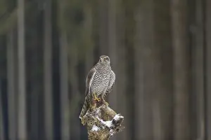Northern goshawk, Accipiter gentilis