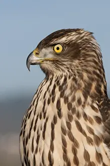Northern goshawk (Accipiter gentilis)