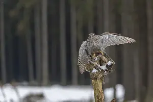 Northern goshawk, Accipiter gentilis
