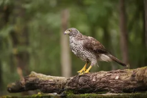 Northern goshawk (Accipiter gentilis)