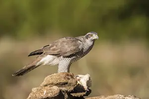 Northern goshawk (Accipiter gentilis)