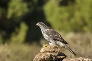 Northern goshawk (Accipiter gentilis)