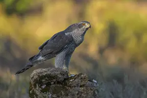 Northern goshawk (Accipiter gentilis)
