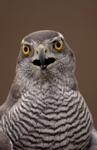 Northern Goshawk (Accipiter gentilis) Close-up of head