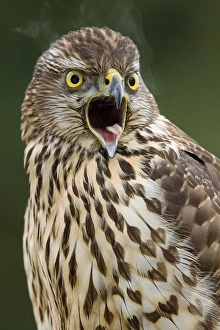 Northern goshawk (Accipiter gentilis), juvenile