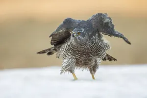 Northern Goshawk (Accipiter gentilis) perched on a snowy ground