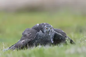 Northern Goshawk (Accipiter gentilis) with prey