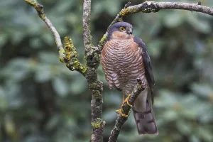 Northern goshawk (Accipiter nisus)
