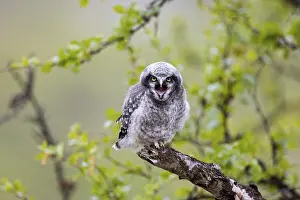 Northern hawk owl (Surnia ulula)