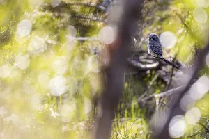 Northern hawk owl (Surnia ulula)