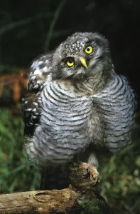Northern Hawk Owl (surnia ulula), Juvenile
