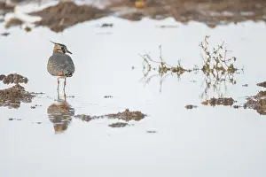 A Northern lapwing with its distinctive crest surveys its surroundings in a wetland