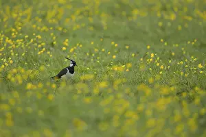 Northern lapwing or Green plover (Vanellus vanellus)