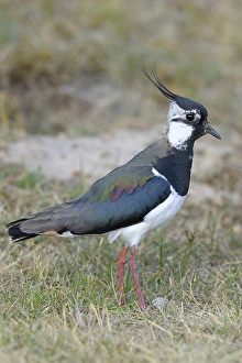 Northern Lapwing, Peewit or Green Plover (Vanellus vanellus)