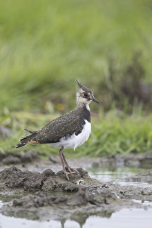 Northern Lapwing (Vanellus vanellus)