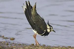 Northern Lapwing (Vanellus vanellus)