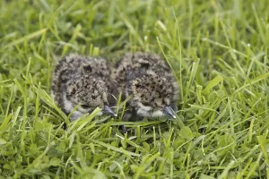 Northern Lapwing (Vanellus vanellus)