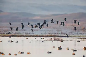 Northern Lapwing (Vanellus vanellus)