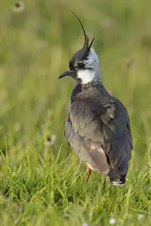 Northern lapwing (Vanellus vanellus)
