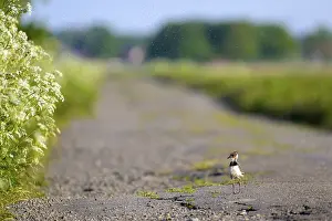 Northern lapwing (Vanellus vanellus)