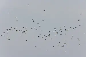 Northern lapwing (Vanellus vanellus)