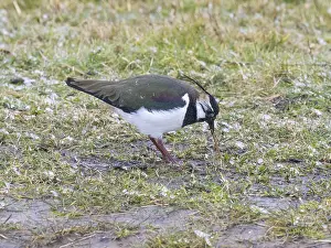 Northern Lapwing (Vanellus vanellus)