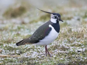 Northern Lapwing (Vanellus vanellus)