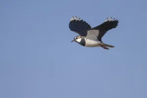 Northern lapwing (vanellus vanellus)