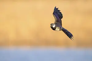 Northern Lapwing (Vanellus vanellus)