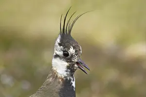 Northern Lapwing (Vanellus vanellus) adult