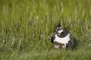 Northern Lapwing (Vanellus vanellus) adult female