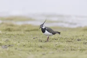 Northern Lapwing (Vanellus vanellus) adult male