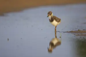 Northern Lapwing (Vanellus vanellus) chick