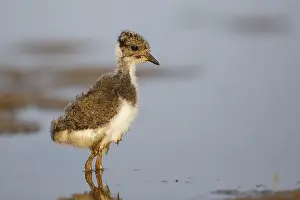 Northern Lapwing (Vanellus vanellus) juvenile