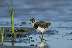 Northern Lapwing (Vanellus vanellus) juvenile