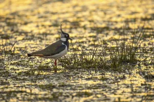 Northern lapwing (Vanellus vanellus) in a wet meadow
