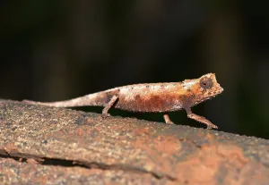 Northern leaf chameleon (Brookesia ebenaui)