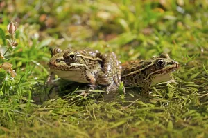 Northern leopard frog (Lithobates pipiens)