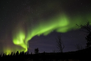 Category Scandinavia Prints: Northern Lights, Aurora borealis over trees