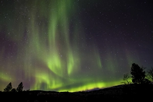 Category Scandinavia Prints: Northern Lights, Aurora borealis over trees