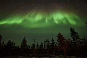 Northern Lights (Aurora borealis) over trees
