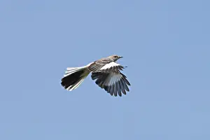 Northern Mocking Bird (Mimus polyglottos): flying