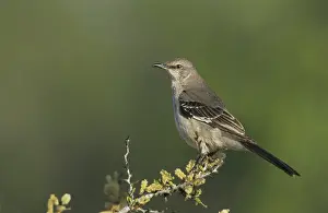 Northern Mockingbird (Mimus polyglottos)