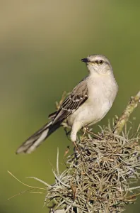 Northern Mockingbird (Mimus polyglottos)
