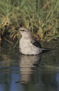 Northern Mockingbird (Mimus polyglottos)